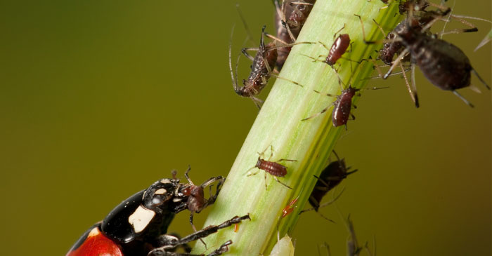 Plagas y enfermedades